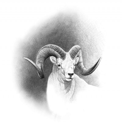 The eleventh day of Dunn's Dall sheep hunt would prove to be fruitful.