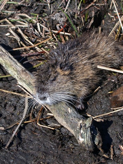 The semi-aquatic rodent nutria found along the Mississippi and Louisiana coasts look somewhat like an overgrown rat or muskrat and are destroying about 100,000 acres of marsh grass yearly.