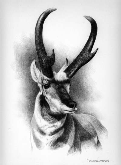 As Dunn eyed his potential trophy, a storm began to move in around him. Drawn here is the current Boone and Crockett Club World's Record pronghorn. Illustration by Dallen Lambson.