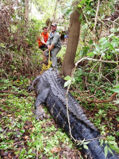 Louisiana alligators have a greater girth than those from Florida, and a 12-footer may way half a ton.