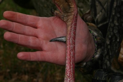 Hunting tough old toms that won't come to calling or decoys is difficult. But if you do manage to pull it off, their hooks tend to look like this.
