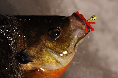 When rigged “whacky style”, one to three Custom Jigs and Spin Micro-Noodels will slow the fall of any finesse jig, and gives a perfect presentation to panfish suspended just below the surface.