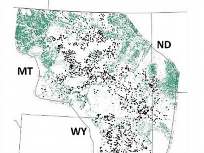 Sage grouse breeding Lek locations in black. Green areas converted to croplands. Research from Joe Smith, graduate student Wildlife Biology, University of Montana