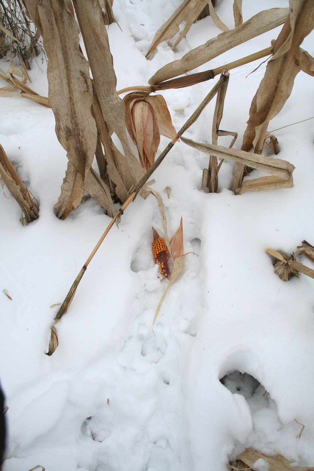 shed hunting: a sport unto itself outdoorhub