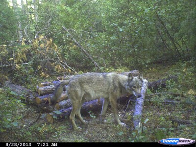 Wolves are abundant in Minnesota where the author hunts deer and bear. He regularly gets pictures of them on his trail cameras and excitedly awaits his opportunity to draw a wolf tag. 