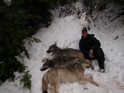 In the West, hunters are offered multiple tags and opportunities in a variety of habitats. These three Idaho wolves were called in and shot using an elk call and a coyote howl. 