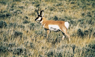 Dunn set himself up in a windmill near a pond on the Smith Ranch. Pictured here is a pronghorn Dunn took a photo of on the road to the Ranch. Image courtesy Dennis Dunn.