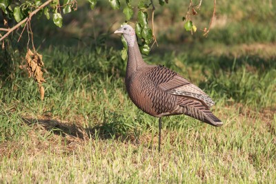 There are some really good decoys on the market. I’m fond of the Hard Core Widow Maker because it looks great and has been very durable. Image courtesy Derrek Sigler.