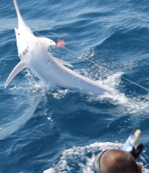 Angler Karen Weaver caught this extraordinary white blue marlin near Costa Rica.