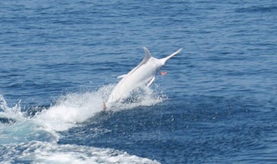 Just because it's special doesn't mean it didn't put up a fight. The white blue marlin speeds away from the boat. 