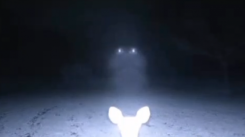 Is this an image of a mysterious UFO, or just a curious gaze from a passing deer? Image screenshot of video on wlox.com.