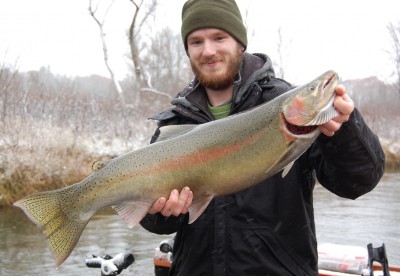 This steelhead is a prime example of an overwintering fish. The bright chrome hues fade to a more traditional rainbow-trout appearance.
