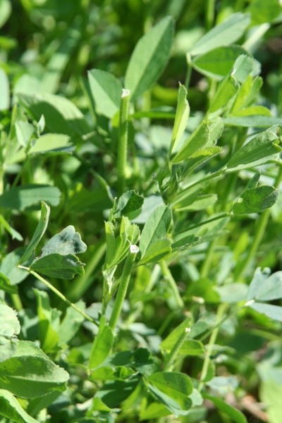 The various clovers and alfalfa mixes available for food plot seeds are some of the best options for summer food plots to keep the does well fed while they are nursing fawns.