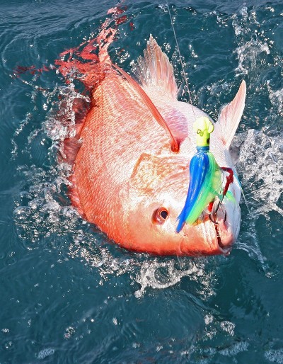 Despite evidence that the red snapper fishery off Alabama is in great shape, NOAA Fisheries has  set  the red snapper recreational season at a record low of nine days, starting at 12:01 a.m. on June 1 and ending at 12:01 a.m. on June 10. 