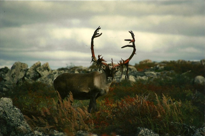 A "pasta-kitchen" caribou bull. Image by Dennis Dunn.
