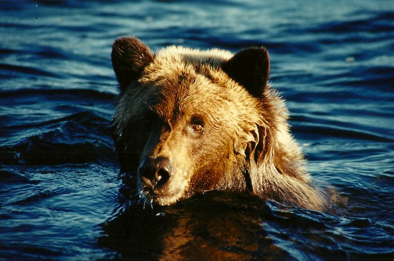 The tundra grizzly that Dunn managed to capture treading water. Image by Dennis Dunn.