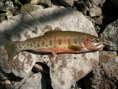 Biologists hope that with less lake trout, cutthroat trout will make a comeback. Image courtesy Yellowstone National Park.