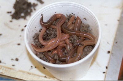 Self-picked or purchased, worms can be kept alive and squirming for weeks with the proper care.  