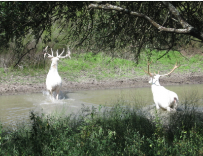 Elk can also be white. Here are two bulls from Utah's Logan Canyon.