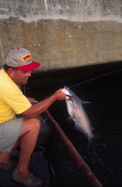 One of the best places to find and catch cats during the summer months is at the base of locks and dams, especially the dams that also provide hydroelectric power. In the tailrace of a dam that produces hydroelectric power, catfish find plenty of food and cool and highly-oxygenated water.