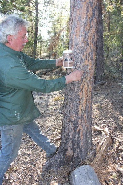 Outfitter Laurie Thorson uses a system of barrels containing oats, sugar, and bacon bits to attract and hold the bears. Here he applies a strong-smelling commercial scent made by Northwoods Bear Products. 
