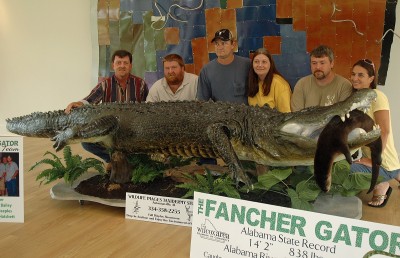The largest gator taken in Alabama since the season started in 2006 was the alligator taken by Keith Fancher and crew on the Alabama River in the West Central zone. The gator measured 14 feet, two inches and weighed 838 pounds. The successful hunting team included: (from left) Keith Fancher, Mike Bailey, J.C. Peeples, Stacey Peeples, David Hatchett, and Mindy Hatchett.
