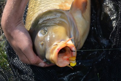 A hair rig dangles the bait below the hook so the carp gets hooked in the lip and can be released unhurt.