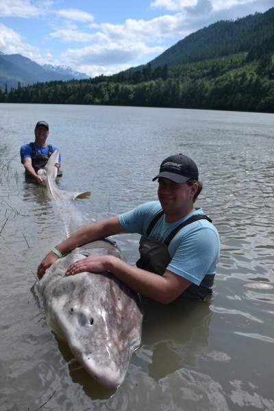 This nearly 12-foot sturgeon was in no hurry to come out of the water. 