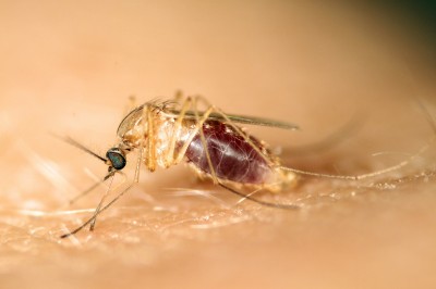 Only the female mosquito feeds on blood, and then only when preparing to produce eggs. The smaller males feed on pollen and nectar, like many other bugs. Image courtesy University of Wisconsin.