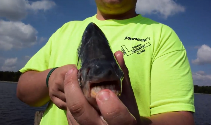 This pacu sports some serious chompers, and managed to bite straight through an Ohio angler's first hook.