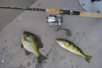 Bluegills and perch willingly take leeches on Houghton Lake.