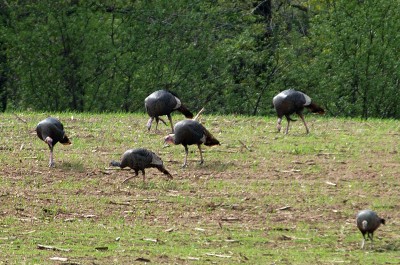 The sight of wild turkeys causes an adrenaline rush for hunters.