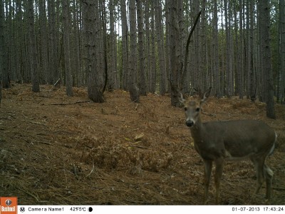 Trail cameras are a great way to track and pattern whitetails, especially antlerless deer.