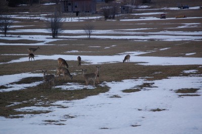 Large numbers of deer emerged from the woods after this winter in most parts of Michigan.