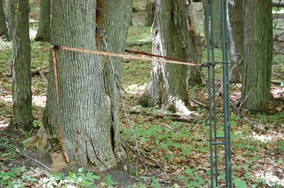 Have your treestand hanging on an ash tree? You might want to move it and then remove the tree if it’s already too far gone.