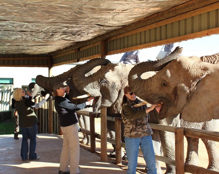 Michelle, Britney, Cindy, and Andrea feeding their elephants.