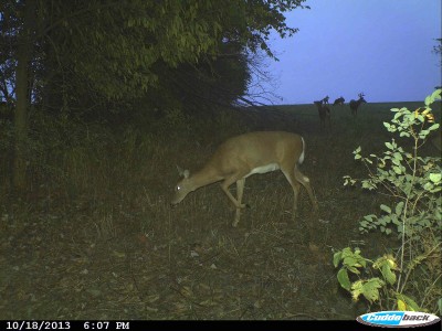 Both bucks and does are very interested in scrapes the last week in October. This is the one time of the year when hunting scrapes and rubs is most effective. It’s also one of the best times of the year to use calling rattling and lures.  Image courtesy Bernie Barringer.