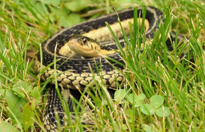 Garter snakes eat small frogs and toads, and large insects like crickets, grasshoppers and June-bugs.