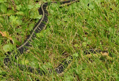 Garter snakes are nonvenomous and found throughout Wisconsin.