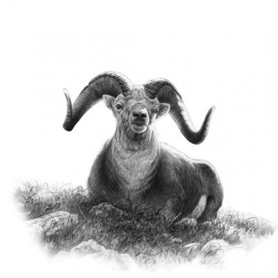Dennis Dunn's third attempt to harvest a trophy stone ram would prove successful, but his triumphant harvest would not come without its fair share of heartache. Illustration by Dallen Lambson.
