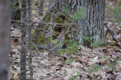Excellent camouflage and an instinct to run first from threats before flying make the ruffed grouse a tricky and challenging game bird. Image by Derrek Sigler.