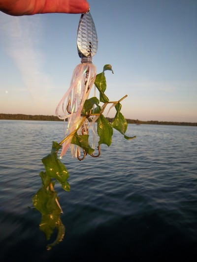 Pondweed is commonly called cabbage by anglers across the muskie’s range. It’s one of the key components to finding muskies in natural lakes during the summer. 