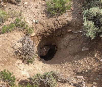 The visible part of this prairie dog hole is six feet deep—dangerous for horses, cattle, and people.