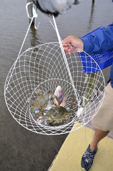 Catching crabs is as easy as tying a fish head onto a string and pitching the fish head out in the water to attract the crabs.