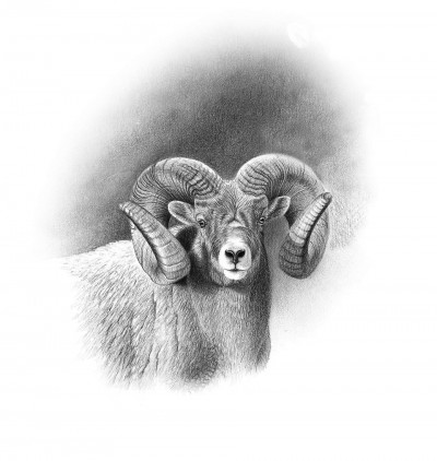 The Boone and Crockett Club World's Record bighorn sheep. Illustration by Dallen Lambson.