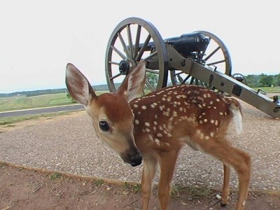 A whitetail fawn next to a cannon in Antietam. Deer overpopulation often means that the animals will consume all available food, increasing the chance for mass starvation later on.