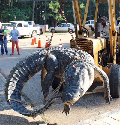 Personnel from Roland Cooper State Park had to bring in a backhoe to help the Alabama Wildlife and Freshwater Fisheries crew weigh the monster alligator caught during the opening weekend of Alabama’s alligator season by Mandy Stokes and her team. 