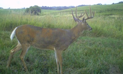 Velvet comes off antlers in the first week of September each year. Some states have seasons that allow you to hunt whitetails while they are in this stage of development. 