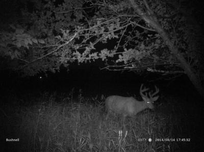 The antler point restrictions in some parts of Michigan are working. Odds are this buck wouldn’t have ever made it this far, but now that hunters are forced to be more selective, he has a chance to reach good, mature size.