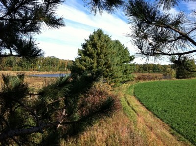 The edges of crop fields provide great ambush points for deer in early archery season. 